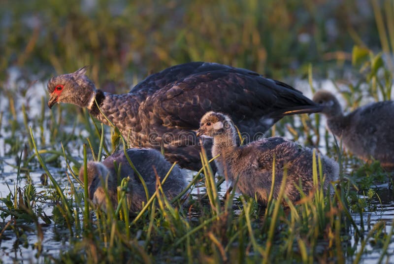 Southern screamer